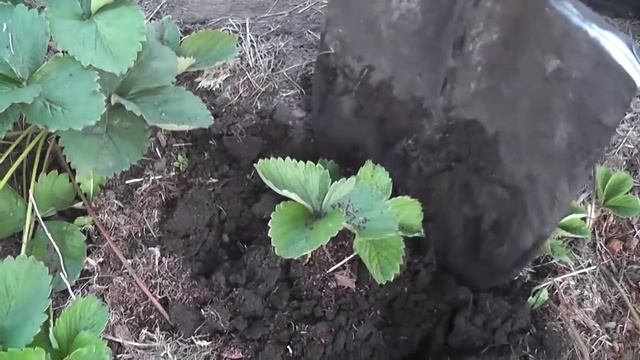 Как размножить клубнику на своем дачном участке