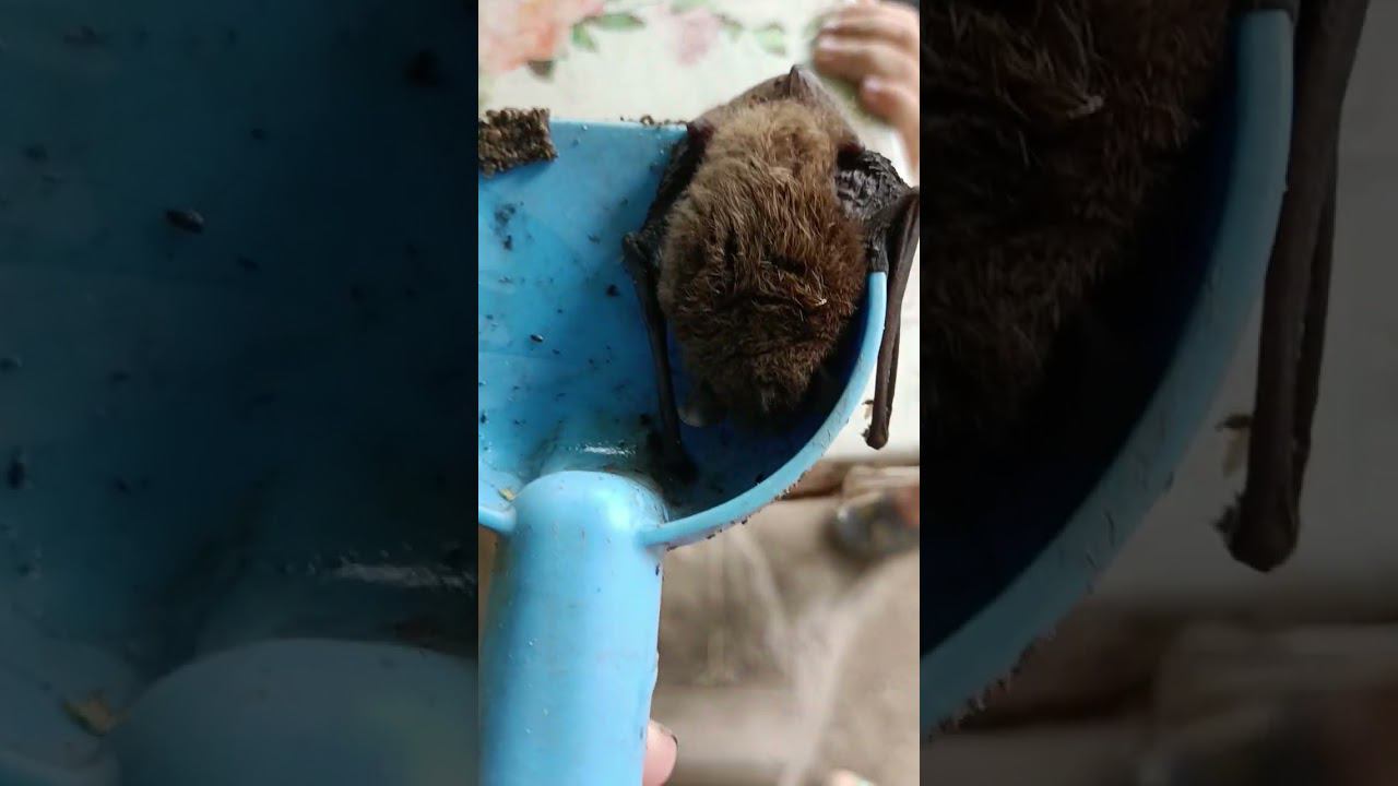 нашли летучую мышку смотреть онлайн