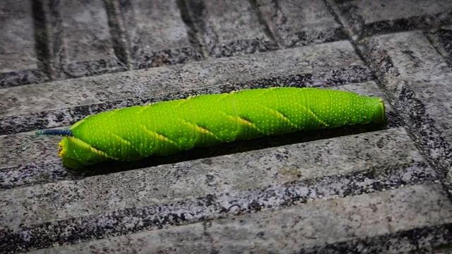 lime hawk, Бражник липовый