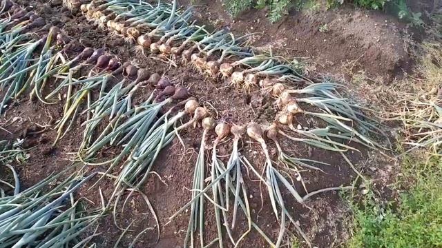 Дачные хлопоты. Собрала урожай лука и брокколи. смотреть онлайн
