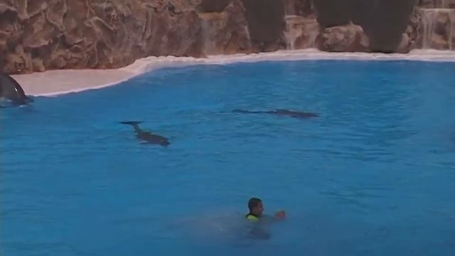 Канарские острова. Тенерифе. Лоро Парк. смотреть онлайн