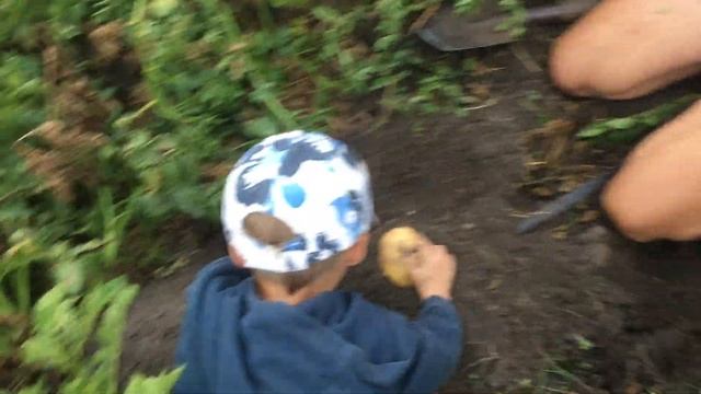 Картофель сорта Скарб. Обзор в нашем питомнике. смотреть онлайн