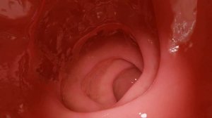 Full Tour with Bunsen!