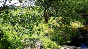 ,,Я ДЕРЕВЕНСКАЯ,, ПЕСНЯ у РУЧЬЯ.