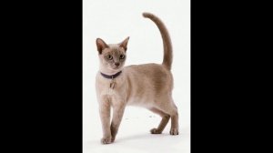 Как одеть ошейник на кошку