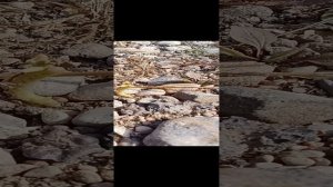 Гусеница кушает 01 Сентября 2024 VID20240901120526~2.mp4