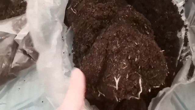 Обзор пионов из коробки фирмы "Поиск" ? Сорта: Печер, Мари Лемуан, Бушела. смотреть онлайн