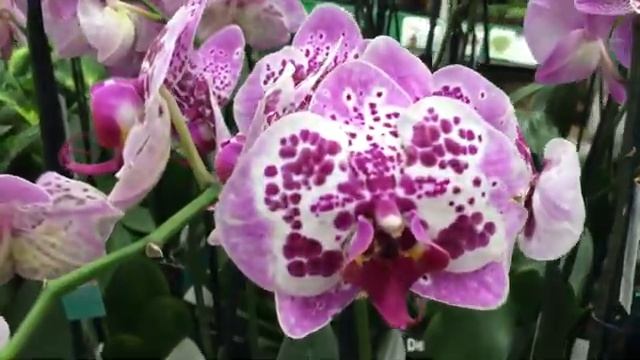 Шикарный завоз орхидей в Бауцентр 13. 07 2019 г. Каскады, Мультифлоры, есть Попугаи, и тд смотреть онлайн