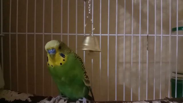 ПОПУГАЙ НЕВИДИМКА смотреть онлайн