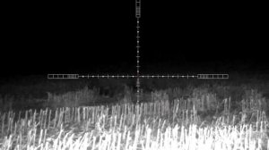 Pulsar Ultra N455LRF кабаны на кукурузном поле