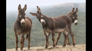Крым  Бахчисарай  Ферма Ишачок 13.07.2024 г.