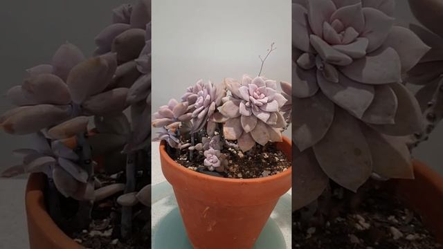 Graptopetalum Pentandrum Superbum смотреть онлайн
