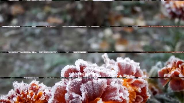 Первый осенний заморозок. Замороженные растения / First autumn frost. Frozen plants. смотреть онлайн