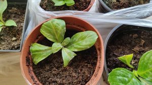 Зимовка черенков гортензии позднего черенкования.