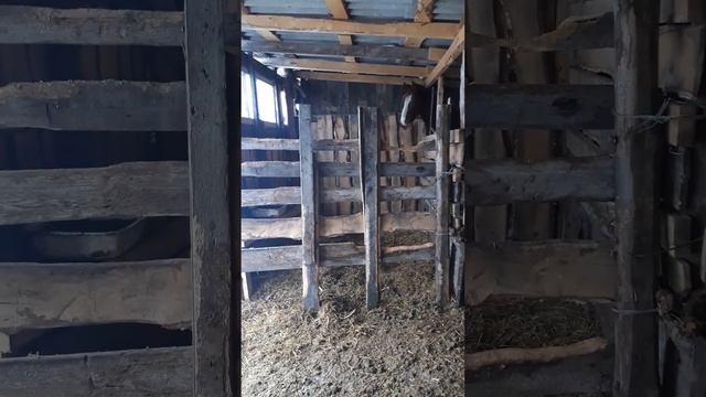 Как откормить лошадь на мясо? смотреть онлайн