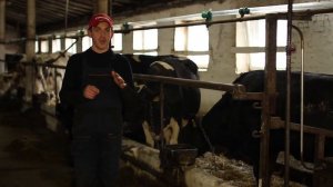 Травматический ретикулоперикардит у коров.Диагностика.Терапия.Traumatic Reticuloperitonitis.therapy