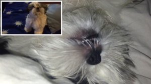 Храп щенка Ши-тцу ( возраст 3 месяца ) Snoring of Shih Tzu puppy (age 3 months)