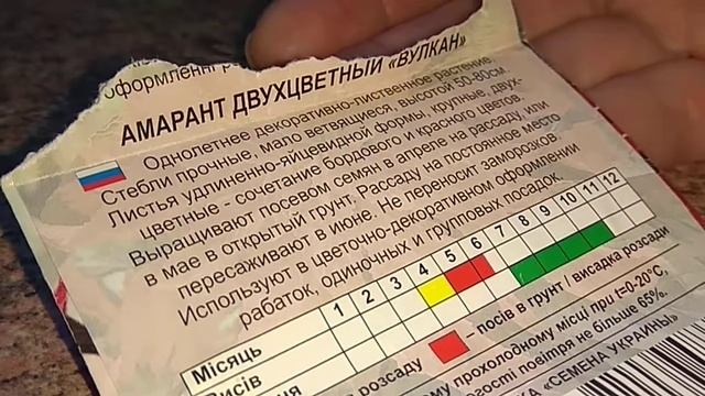 Амарант Двухцветный Вулкан. Цветы из семян смотреть онлайн