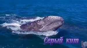 Красная книга России