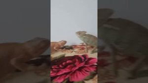 Чем отличаются самцы и самки хамелеонов