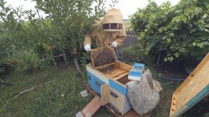 Пчелиная семья в начале сентября.