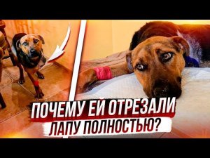 Как Ласка после ампутации лапы? Почему отрезали полностью? Лиса ходит под себя что то с лапами