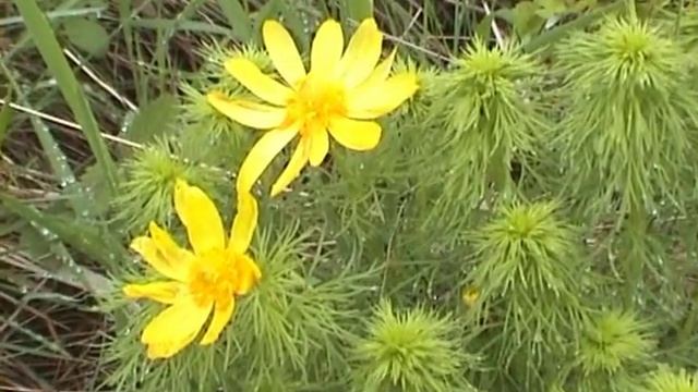 Hlaváček jarní Adonis vernalis смотреть онлайн