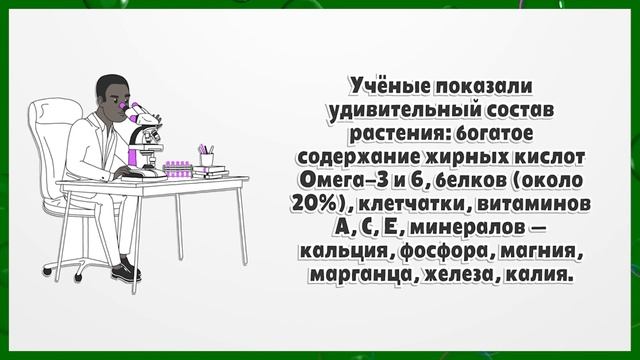 Семена чиа - свойства и применение