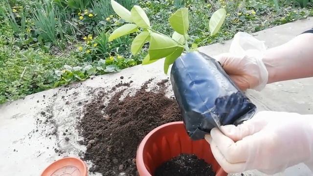 Черенок лимона Пандероза: описание сорта, уход, пересадка