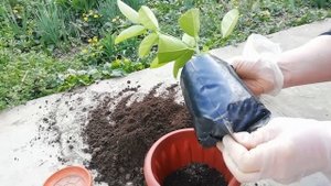 Черенок лимона Пандероза: описание сорта, уход, пересадка