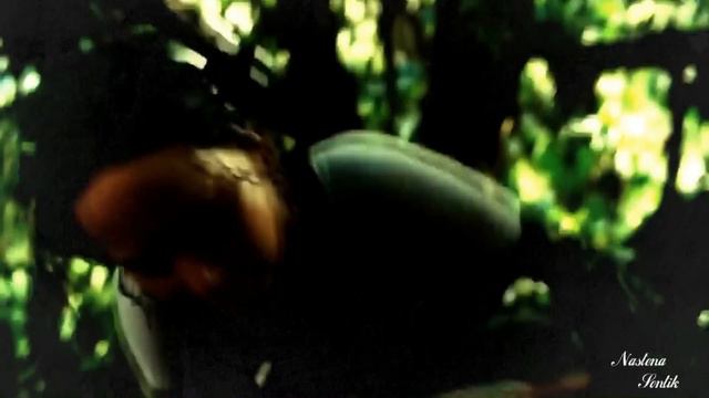 Китнисс & Пит - Я к нему одному.. смотреть онлайн