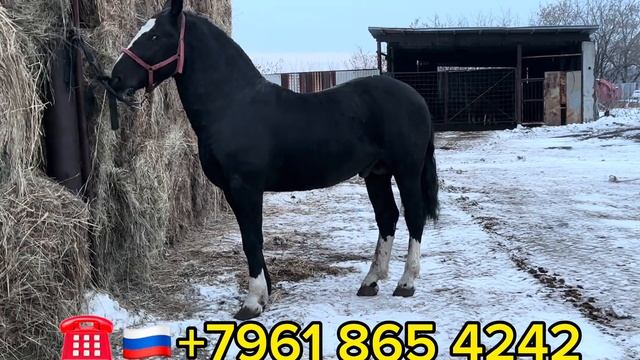 Продам жеребца 2020 г.рождения все вопросы в Вацап ??+7961 865 4242 смотреть онлайн