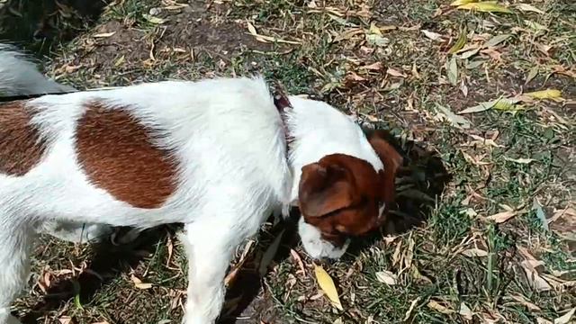 собачка моего друга фаербрейка настоящее имя Рома у него есть свой канал смотреть онлайн