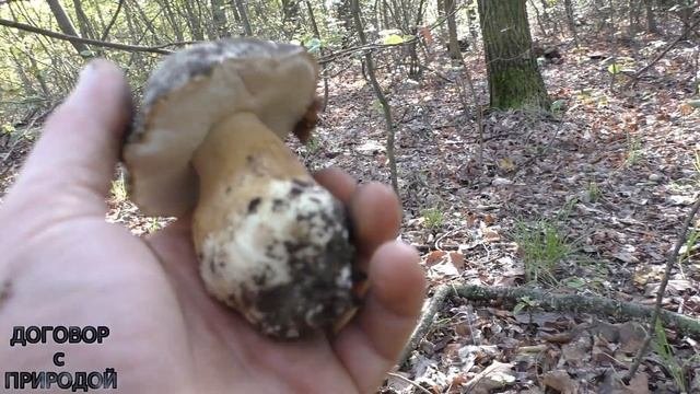 БОРОВИК ТЕМНО-БРОНЗОВЫЙ Boletus aereus ПОЯВЛЕНИЕ после ДВУХ ЛЕТ отсутствия.