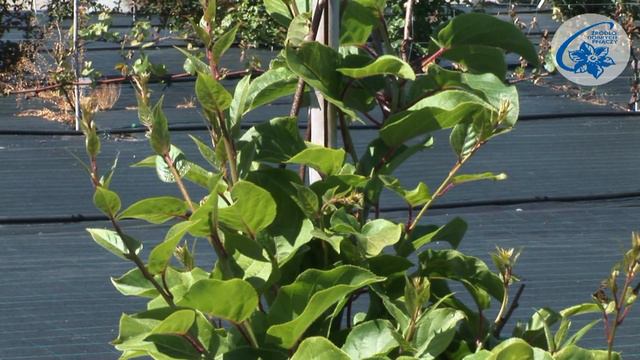 Aktinidia (mini kiwi) majowe zabiegi pielęgnacyjne część 4 смотреть онлайн