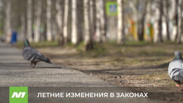 ЛЕТНИЕ ИЗМЕНЕНИЯ В ЗАКОНАХ