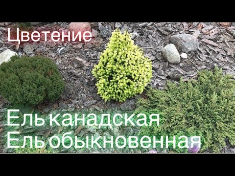 Май.. Как цветут хвойные деревья ? Ель канадская и ель обыкновенная ⁉️.mp4