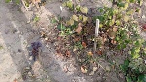 Ремонтантная малина сорт Жар птица. Подготовка к зиме.