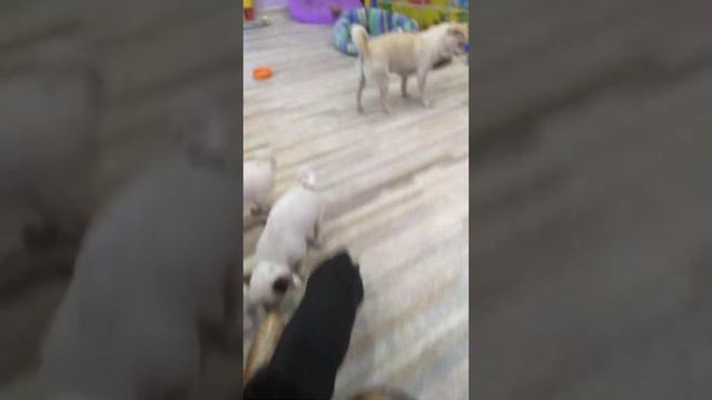 Подклеили ушки чихуашкам