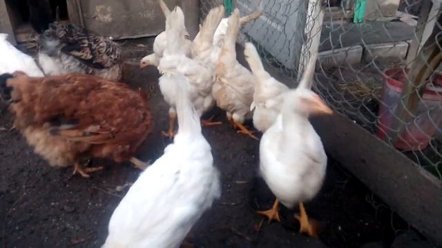 Молодняк Ломан Вайт в 3 месяца! Борьба за лидерство в курятнике. смотреть онлайн