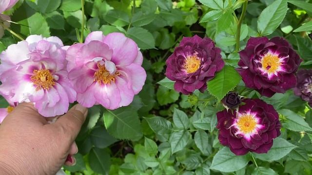 Роза Айс Фо Ю??? и рядом Даймонд Айс! смотреть онлайн