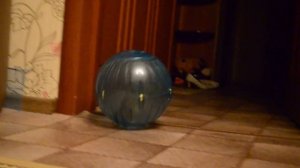 Белка Дегу - Прогулка в шаре