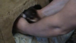 как поднять уши щенку чихуахуа