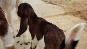 МАЛЕНЬКАЯ КОЗОЧКА  PATERI GOATS