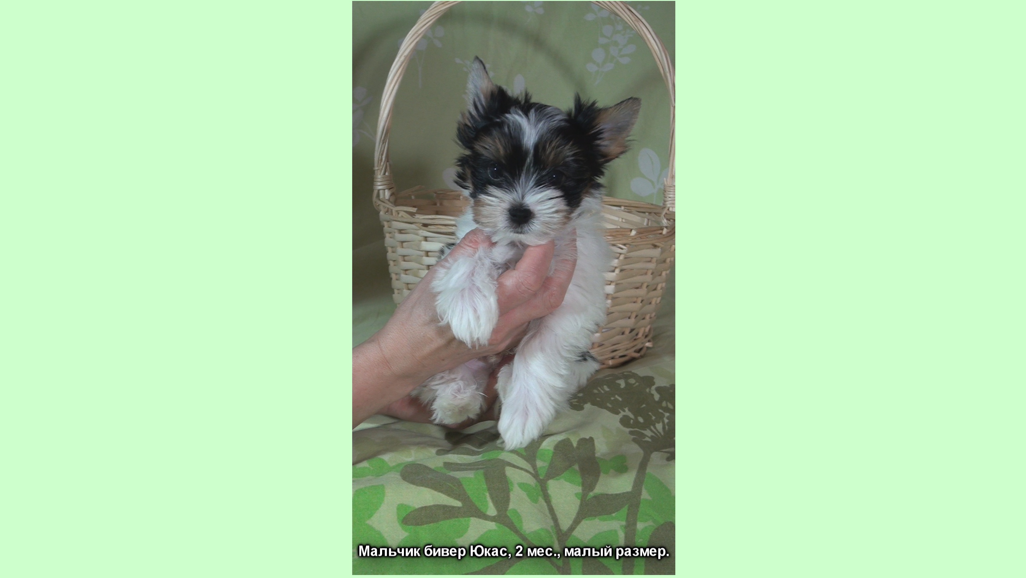 Мальчик бивер Юкас смотреть онлайн