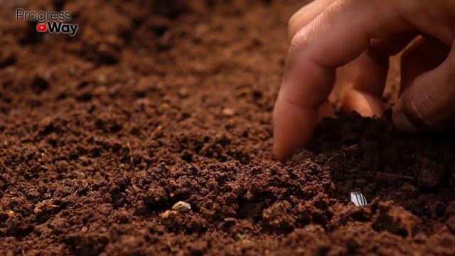 Семена Томатов Всходят Все! Замачиваю Семена В Этом!