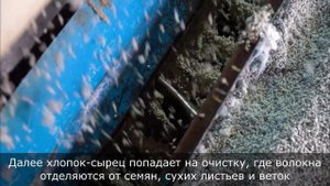 Производство хлопка в Казахстане