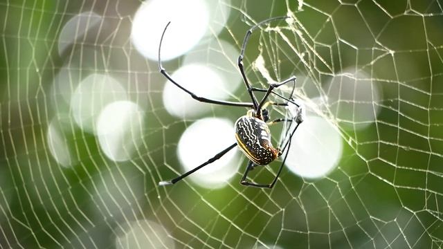 Black & Yellow Argiope Spider - Part 2 смотреть онлайн