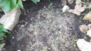 ТЕПЕРЬ ОБРИЕТУ БУДУ СЕЯТЬ ТОЛЬКО ТАК.РЕЗУЛЬТАТ ПОСЕВА МНОГОЛЕТНИКОВ В ОТКРЫТЫЙ ГРУНТ. СОЗДАЮ МИКСЫ.