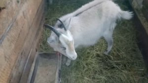 как я кормлю беременных коз